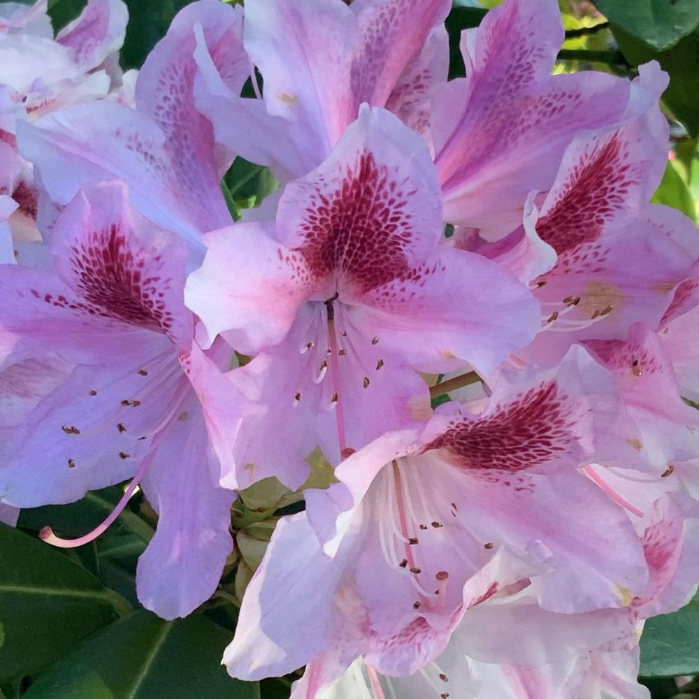 Photo of Dexter Rhododendron (Rhododendron 'Scintillation') uploaded by bumplbea