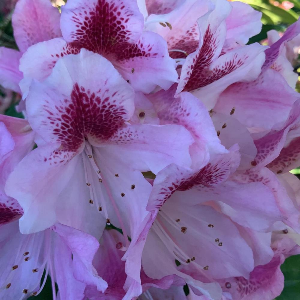 Photo of Dexter Rhododendron (Rhododendron 'Scintillation') uploaded by bumplbea