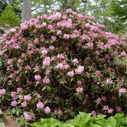 Location: Clement Gray Bowers Rhododendron Collection, Cornell University, Ithaca, New York
Date: 05/20/2003
photo by Cornell Plantations via Cornell University Library's eCo
