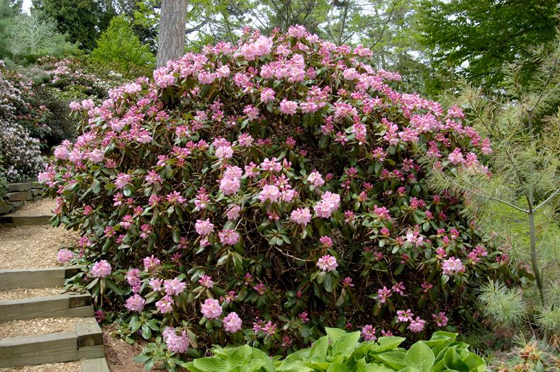 Photo of Dexter Rhododendron (Rhododendron 'Scintillation') uploaded by scvirginia