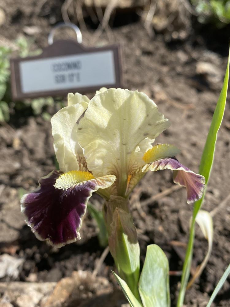 Photo of Standard Dwarf Bearded Iris (Iris 'Coconino') uploaded by ttkc4704
