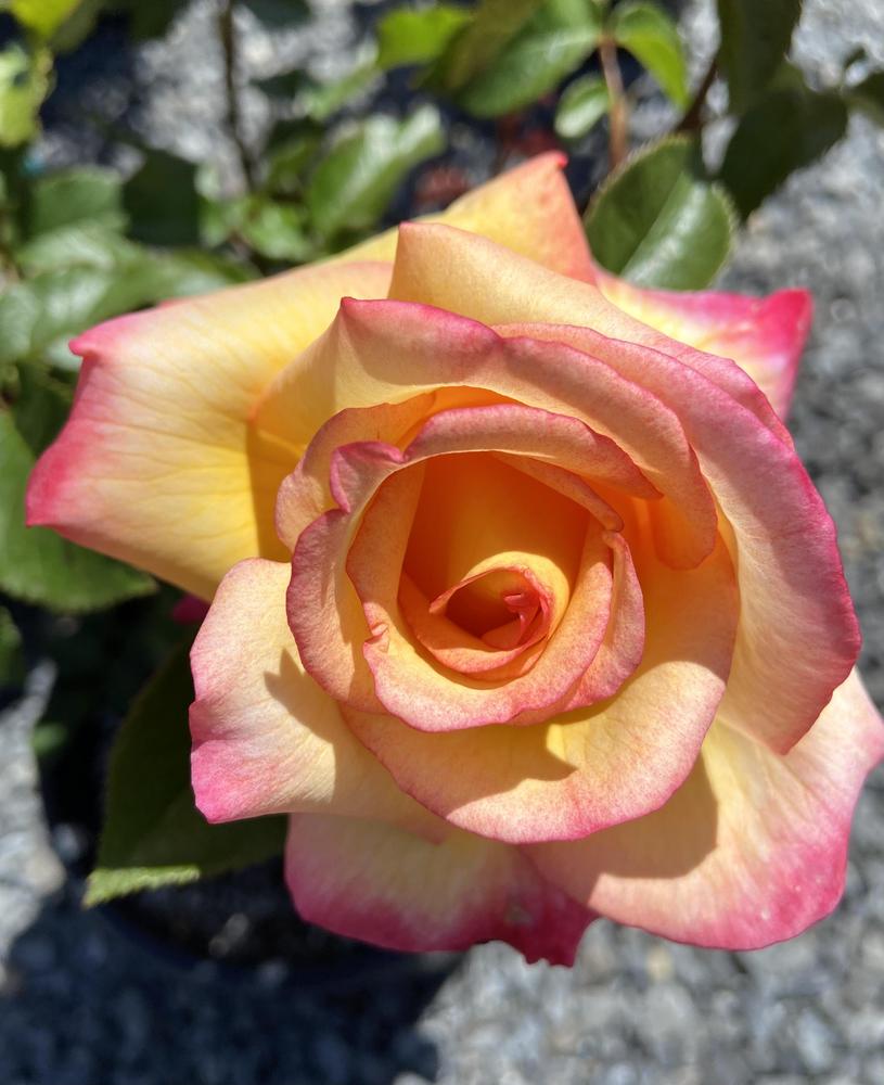 Photo of Floribunda Rose (Rosa 'Sheila's Perfume') uploaded by Calif_Sue
