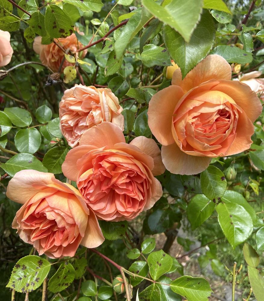 Photo of English Shrub Rose (Rosa 'Pat Austin') uploaded by Calif_Sue
