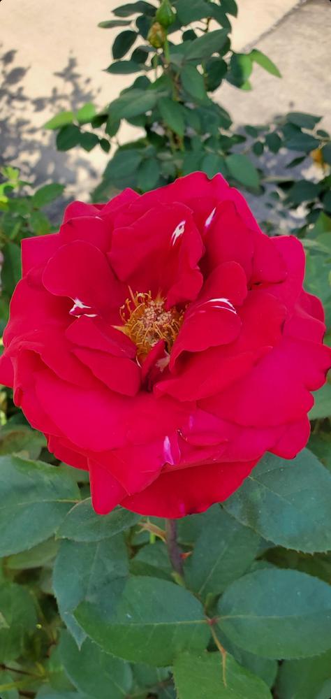 Photo of Hybrid Tea Rose (Rosa 'Mister Lincoln') uploaded by FurryRoseBear