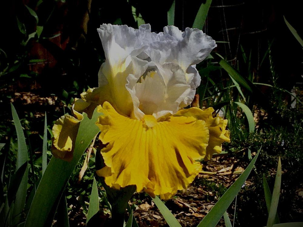 Photo of Tall Bearded Iris (Iris 'Tour de France') uploaded by Neela
