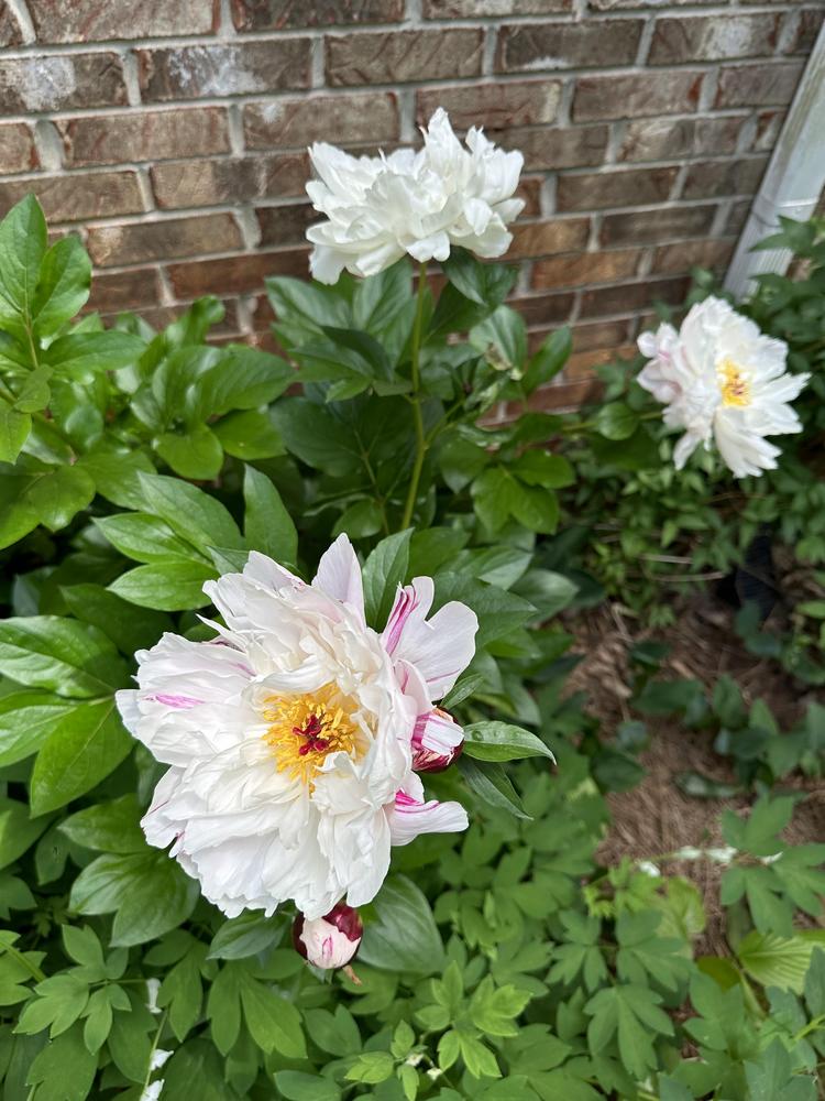 Photo of Peony (Paeonia lactiflora 'Minnie Shaylor') uploaded by Pupjr