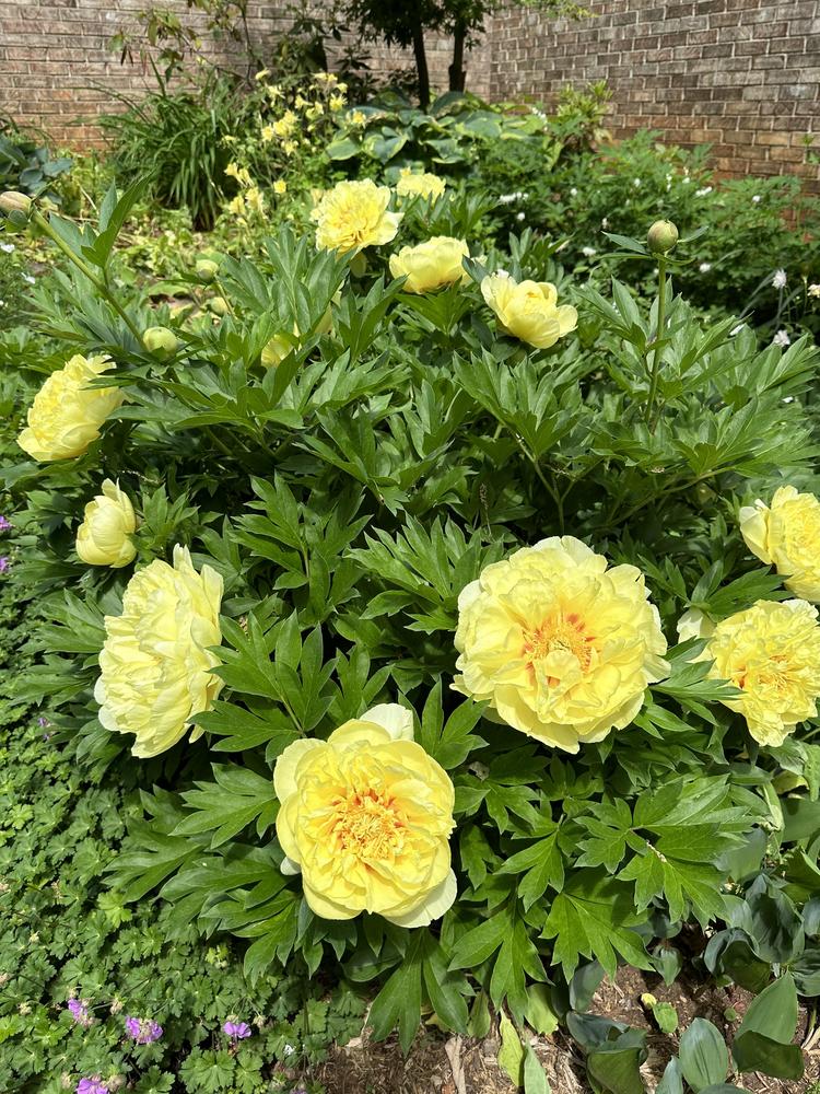 Photo of Intersectional Peony (Paeonia 'Bartzella') uploaded by Pupjr