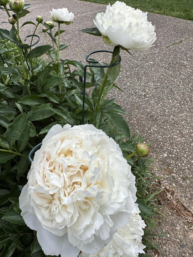 Photo of Peony (Paeonia lactiflora 'Shirley Temple') uploaded by Pupjr
