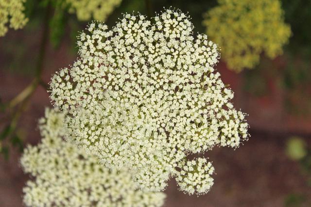 Photo of False Queen Anne's Lace (Visnaga daucoides) uploaded by RuuddeBlock