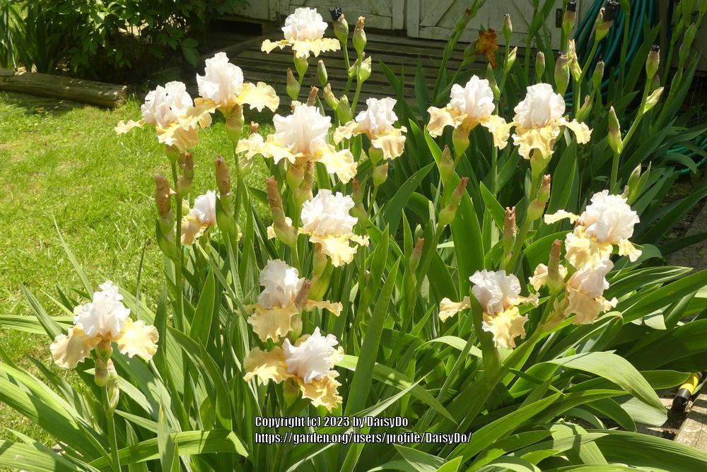 Photo of Tall Bearded Iris (Iris 'Champagne Elegance') uploaded by DaisyDo