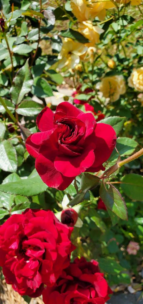 Photo of Rose (Rosa 'Black Magic') uploaded by FurryRoseBear