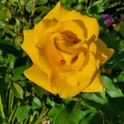 Location: Cary, North Carolina private garden
Date: 2023-05-11
One of the best clear yellow roses in my garden 2023