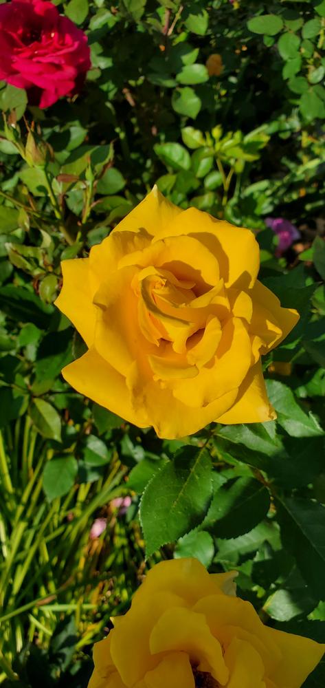 Photo of Rose (Rosa 'Nacogdoches') uploaded by FurryRoseBear
