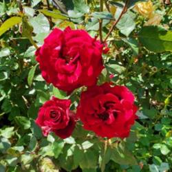 Location: Cary, North Carolina private garden
Date: 2023-05-12
Black Magic in my main rose garden, blooms constantly all season
