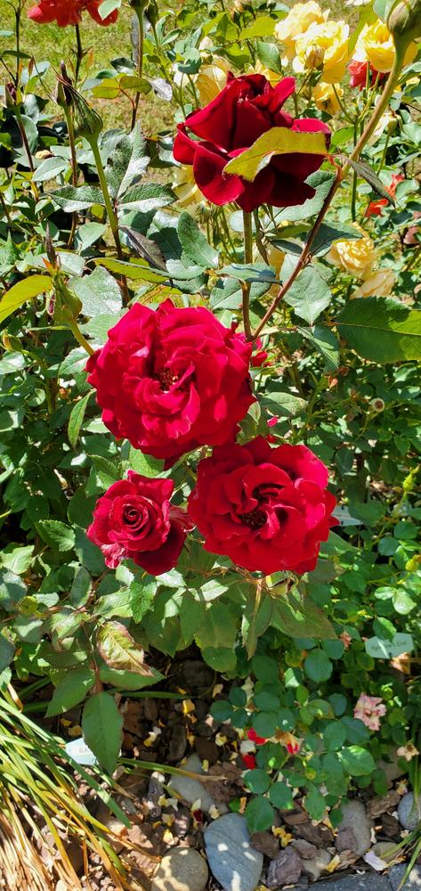 Photo of Rose (Rosa 'Black Magic') uploaded by FurryRoseBear