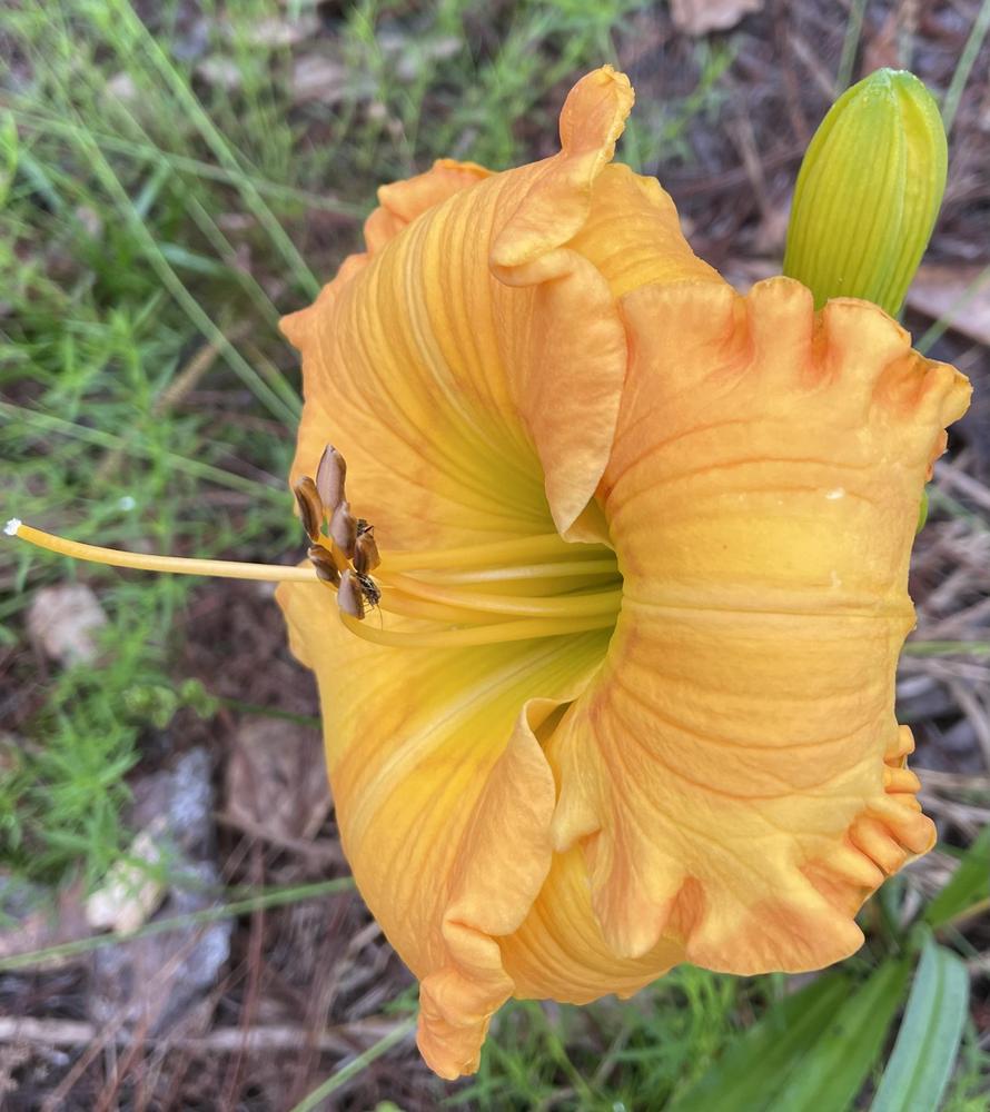 Photo of Daylily (Hemerocallis 'Orange Blossom Trail') uploaded by Kayakcowgirl