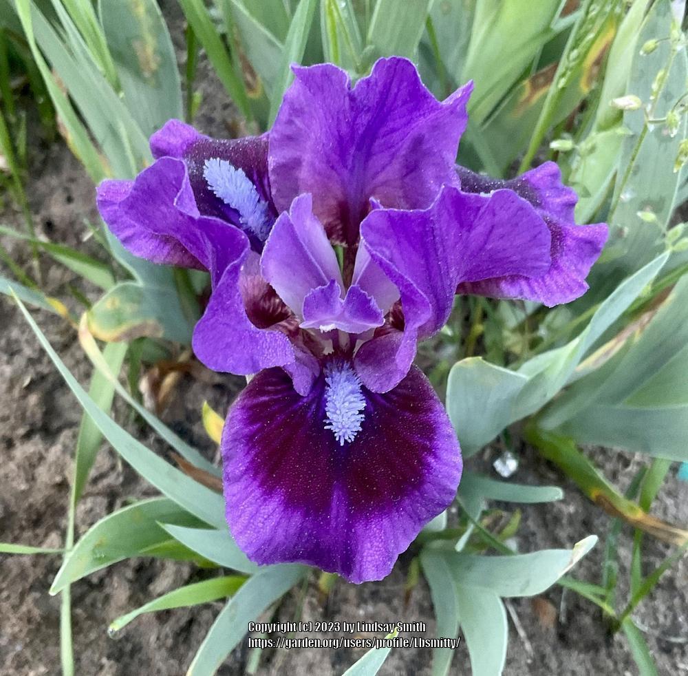 Photo of Standard Dwarf Bearded Iris (Iris 'Replicator') uploaded by Lbsmitty