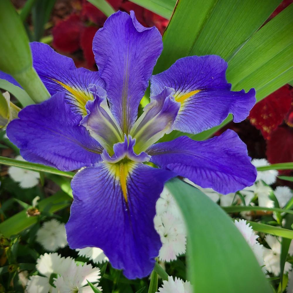 Photo of Irises (Iris) uploaded by LoriMT