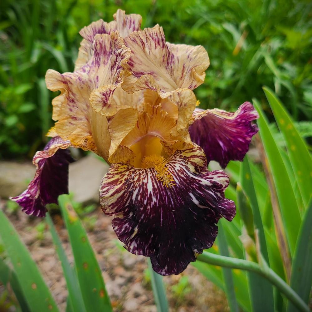Photo of Tall Bearded Iris (Iris 'Grape Snakez') uploaded by LoriMT