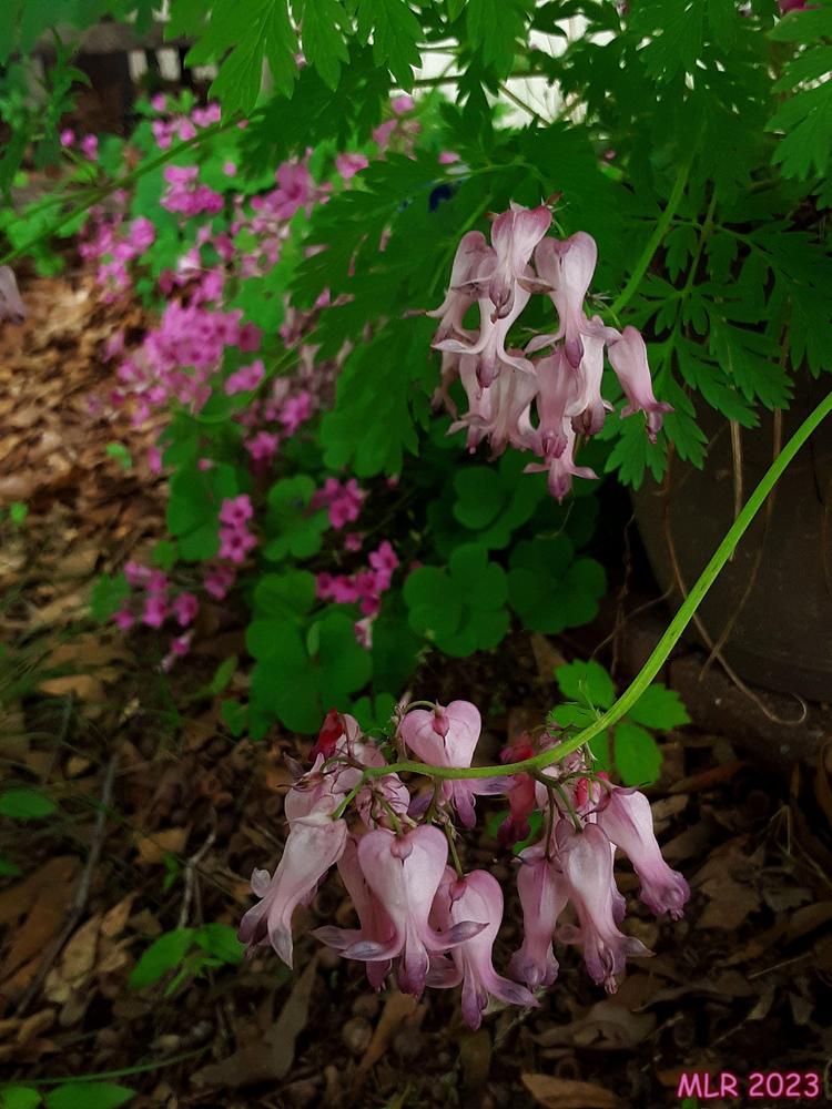 Photo of Wild Bleedingheart (Dicentra eximia) uploaded by MLR11