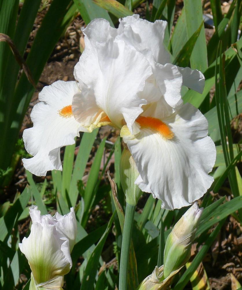 Photo of Tall Bearded Iris (Iris 'White Hot') uploaded by janwax
