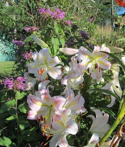 Photo of Lily (Lilium 'Garden Party') uploaded by Elfenqueen
