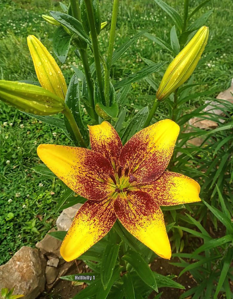 Photo of Lily (Lilium 'Golden Stone') uploaded by HoodLily