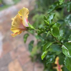 Location: Indian river county Florida
Date: 2023-05-12
Side view of Hibiscus bloom