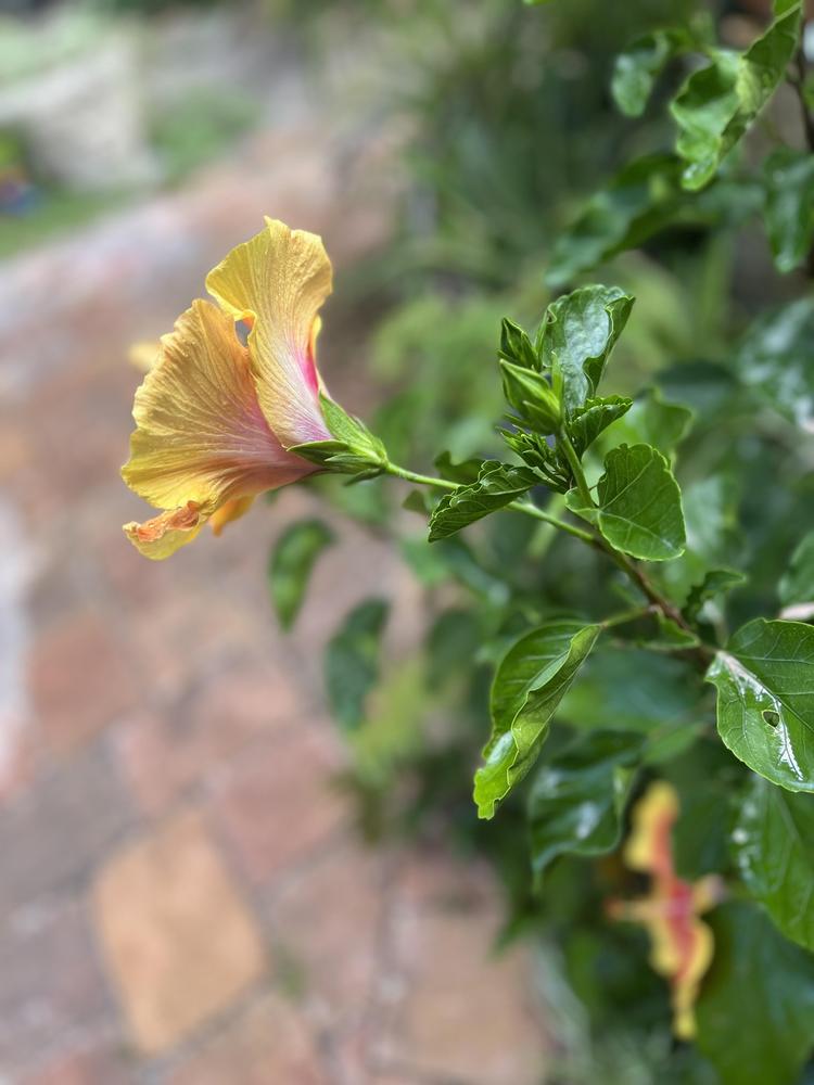 Photo of Hibiscus uploaded by Ladyfran