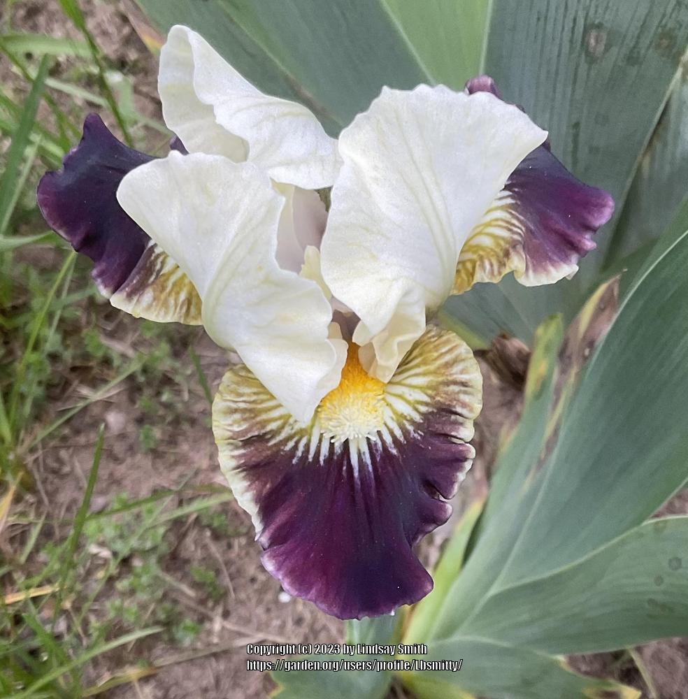 Photo of Standard Dwarf Bearded Iris (Iris 'Coconino') uploaded by Lbsmitty