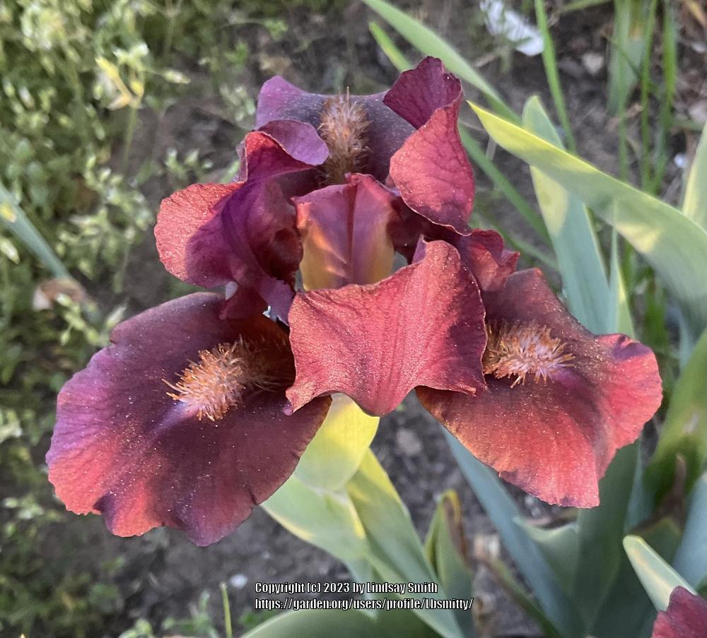 Photo of Standard Dwarf Bearded Iris (Iris 'Nut Ruffles') uploaded by Lbsmitty