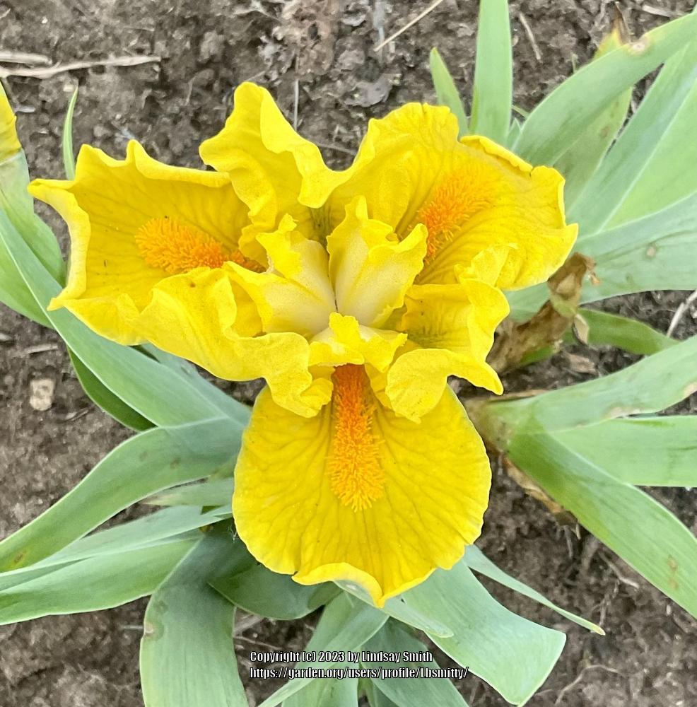 Photo of Standard Dwarf Bearded Iris (Iris 'Scream') uploaded by Lbsmitty