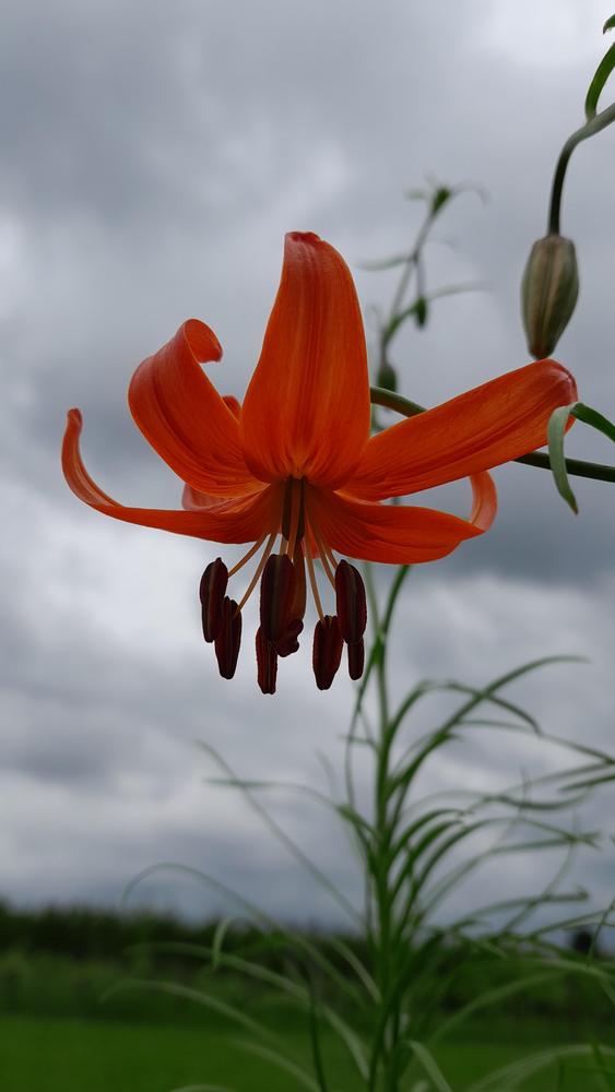 Photo of Coral Lily (Lilium pumilum) uploaded by Lucius93