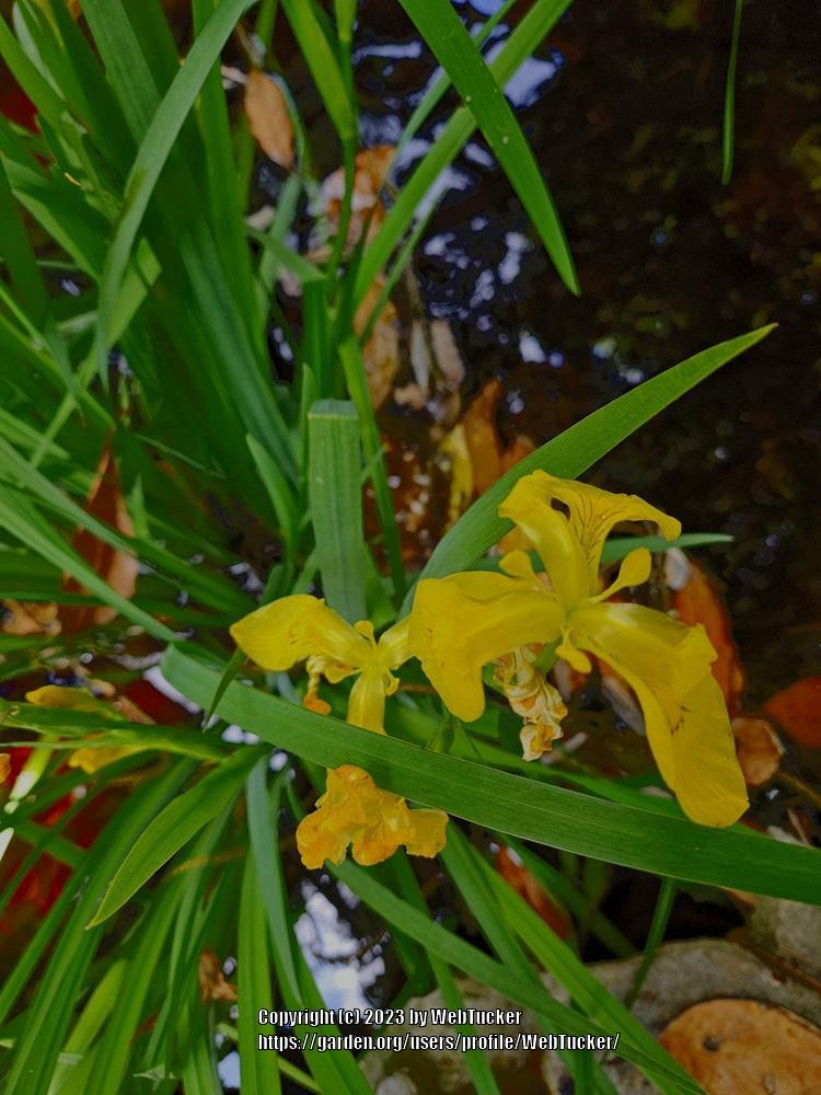 Photo of Yellow Flag (Iris pseudacorus) uploaded by WebTucker
