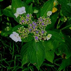 Location: Southern Pines, NC (Gulley's home garden))
Date: May 13, 2023
Mophead Hydrangea # 218 nn; LHB p. 475, 99-4-7; MBG,   The genus 