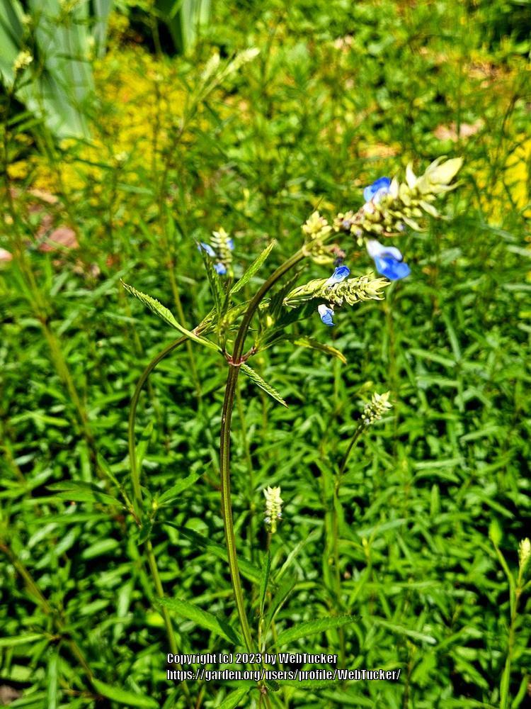 Photo of Blue Sage (Salvia azurea) uploaded by WebTucker