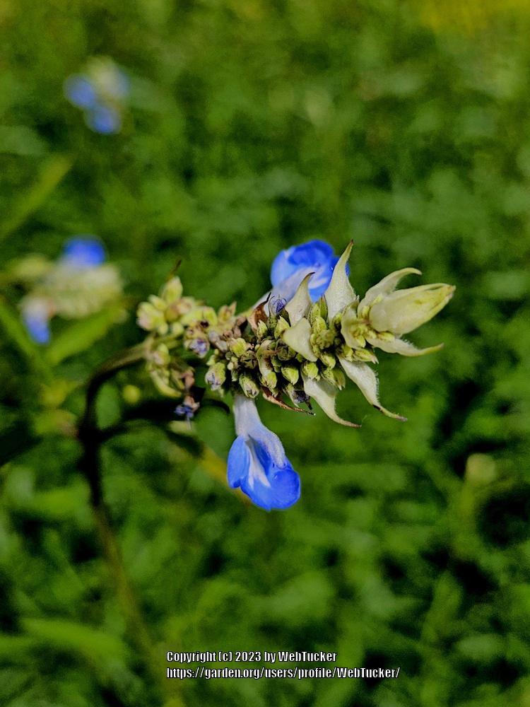 Photo of Blue Sage (Salvia azurea) uploaded by WebTucker