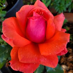 Location: My Garden
Date: 2023-05-13
Fragrant Cloud rose
