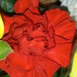 Location: Opp, AL  Z8b
Date: 2023-05-13
Carnation in florist bouquet.
