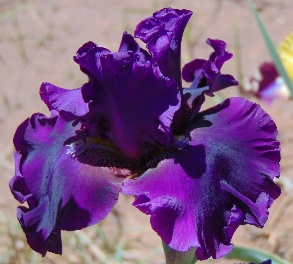 Photo of Tall Bearded Iris (Iris 'Fine Wine') uploaded by ratchet
