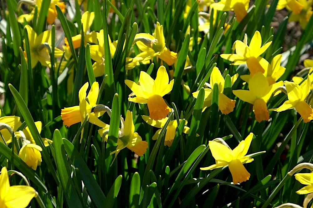 Photo of Cyclamineus Daffodil (Narcissus 'Jetfire') uploaded by scvirginia