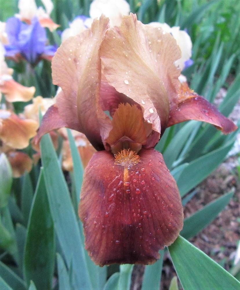 Photo of Standard Dwarf Bearded Iris (Iris 'Little Chestnut') uploaded by tveguy3