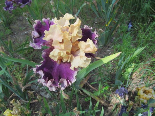 Photo of Tall Bearded Iris (Iris 'Roaring Twenties') uploaded by Elfenqueen