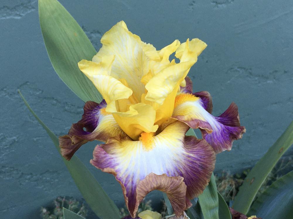 Photo of Tall Bearded Iris (Iris 'Rainbow High') uploaded by Iraygus