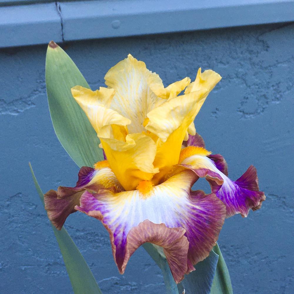 Photo of Tall Bearded Iris (Iris 'Rainbow High') uploaded by Iraygus