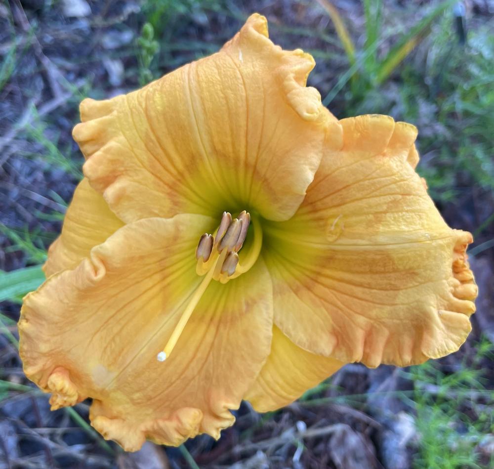 Photo of Daylily (Hemerocallis 'Orange Blossom Trail') uploaded by Kayakcowgirl