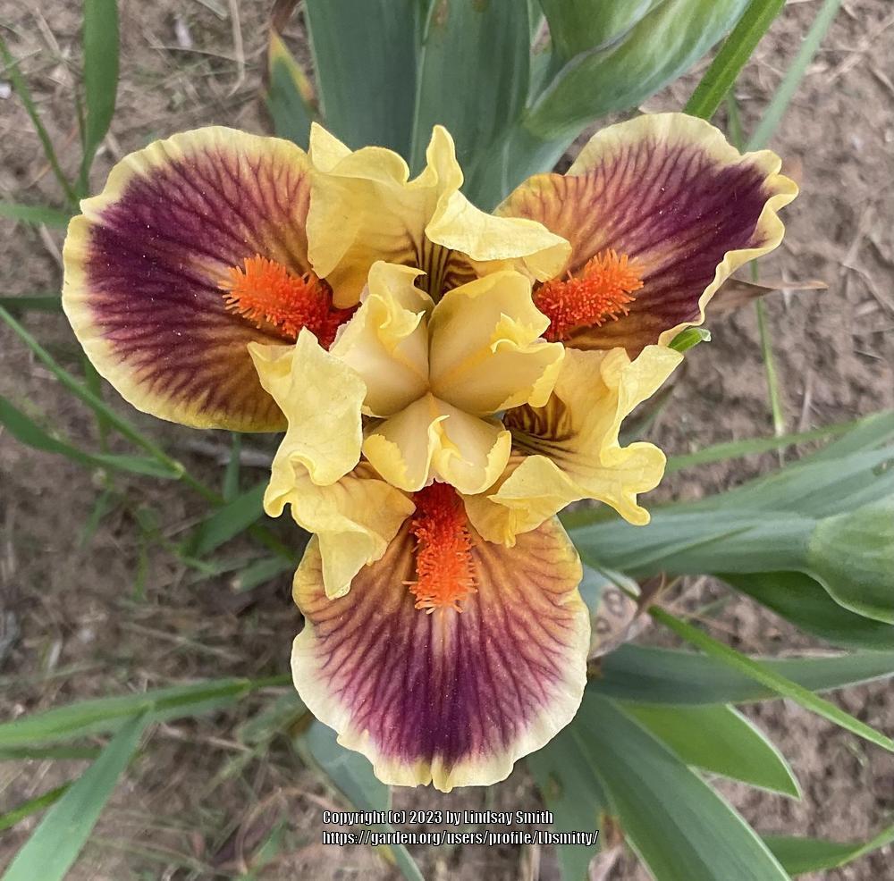 Photo of Standard Dwarf Bearded Iris (Iris 'Zooboomafoo') uploaded by Lbsmitty