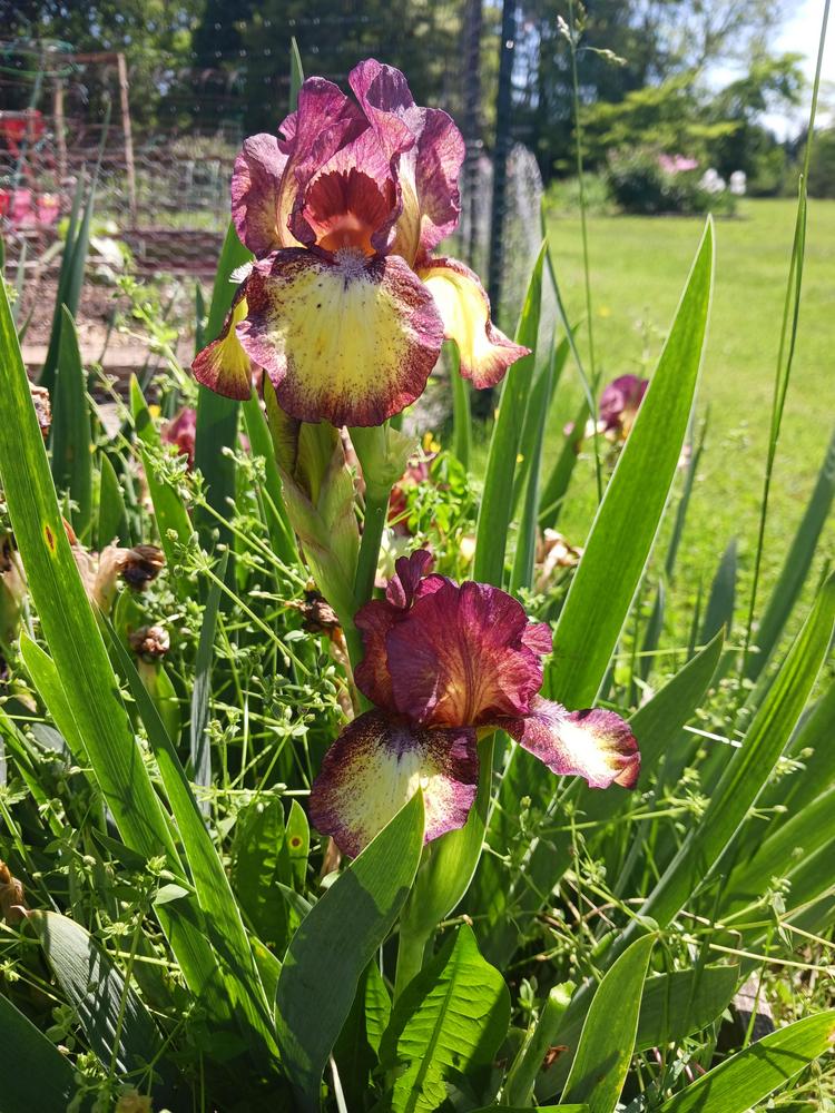 Photo of Intermediate Bearded Iris (Iris 'Hot Fudge') uploaded by Pug933