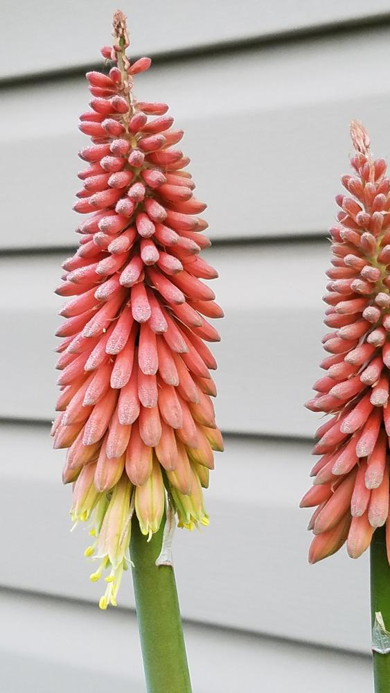 Photo of Torch Lilies (Kniphofia) uploaded by RootedInDirt