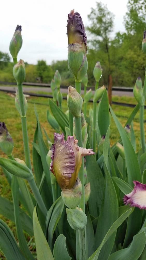 Photo of Tall Bearded Iris (Iris 'Come Away with Me') uploaded by RootedInDirt
